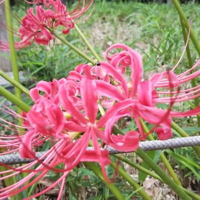 Weak_I_823's profile picture. 