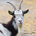 Yard Goat Reporter (@yardgoatee) Twitter profile photo Yard Goat Reporter (@yardgoatee) Twitter profile photo