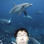 野生イルカ写真家。観光客として東京島々の魅力発信。フリーダイバー岡本美鈴 イルカポストカード