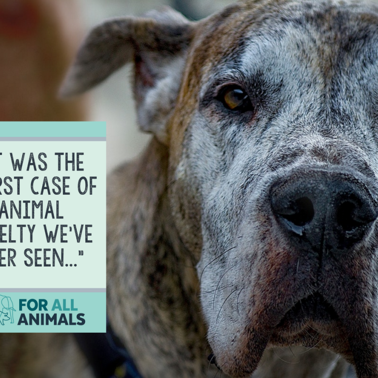 We are preventing cruelty to all animals.
To report animal cruelty call
(888)440-6467