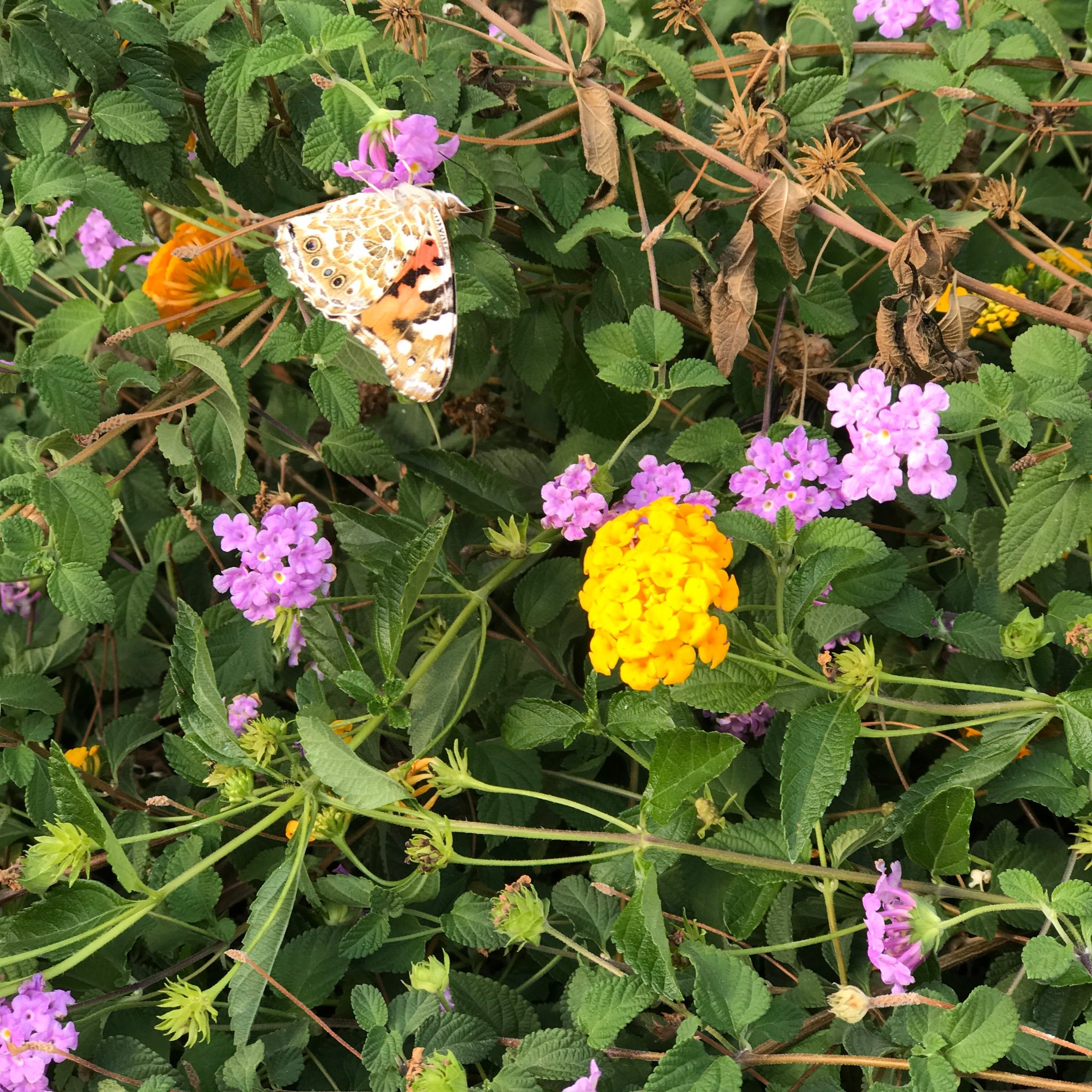 ildabc1's profile picture. Fair play