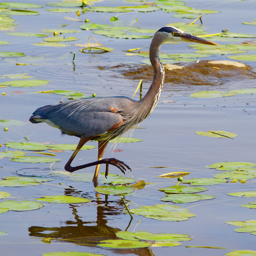 #WestboroBeach community is an active living community in Ottawa which greatly values greenspaces.