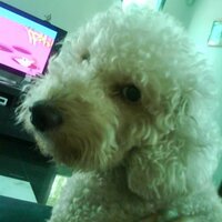 Denissa Lim (@cassidychase32) 's Twitter Profile