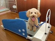 Treadmill For Dogs Review is dedicated to reviewing and sourcing the best dog treadmill and dog exercise equipment with the biggest discounts on the market.