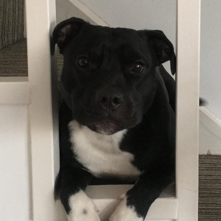 cjordantrousers's profile picture. 