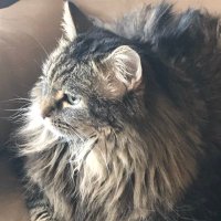 WildcatLady64 (@lady64wildcat) 's Twitter Profile