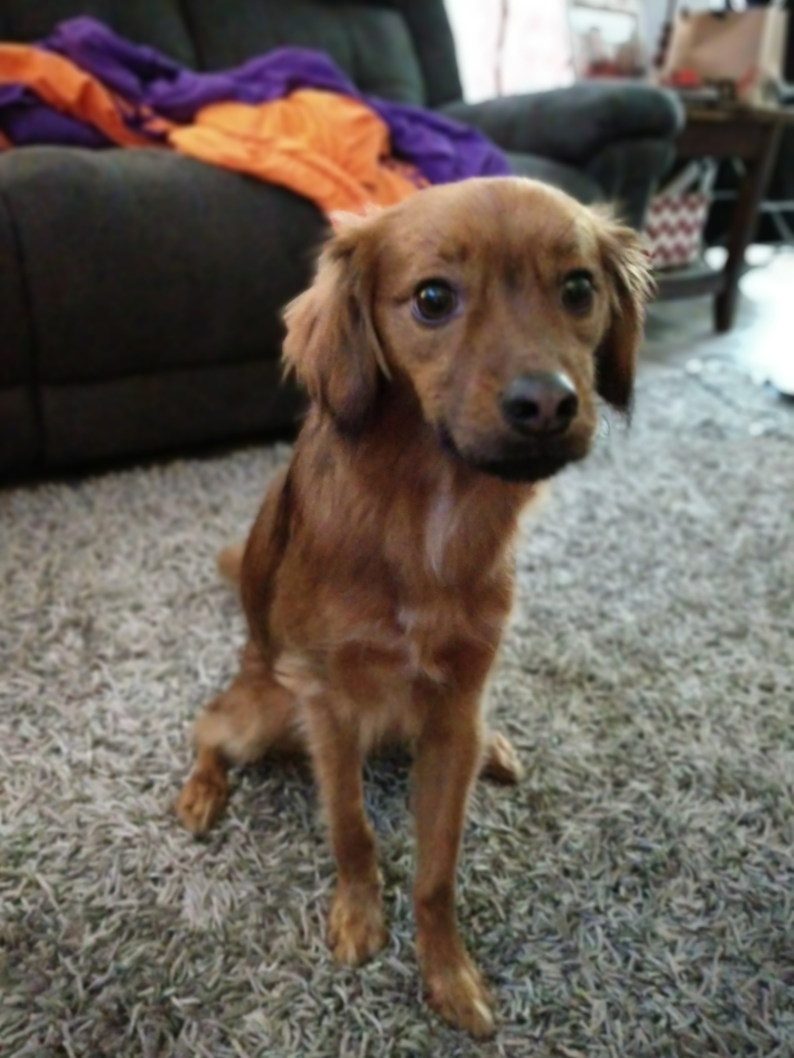 WheatsMini's profile picture. Hey