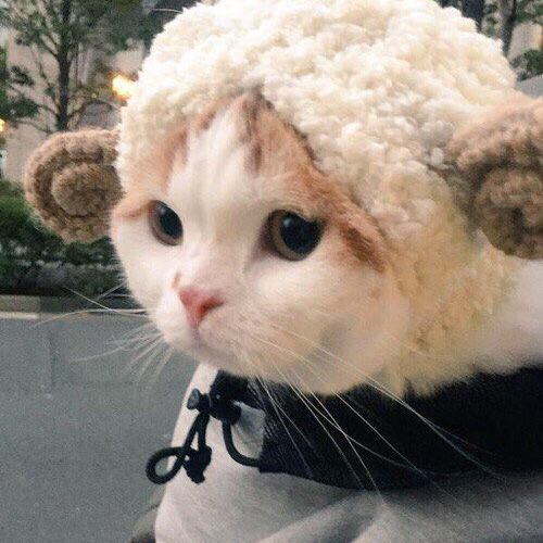 ahさんのプロフィール画像