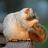 tenaciousdf's profile image