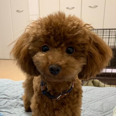 こむぎ おやすみの日はずっと一緒 トイプードル 寂しがり屋さん こむぎ こむぎ おやすみの日はずっと一緒 トイプードル 寂しがり屋さん こむぎ