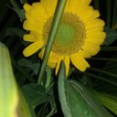 Sergio Amaya Sv - @amaya_sv - Twitter