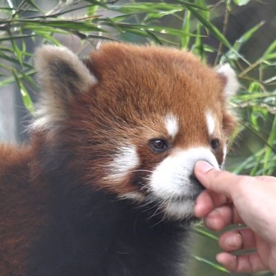 レッサーパンダ大好き！人は苦手・・・。   HSPっぽいです私。Twitter?よくわかりません・・・。英語は翻訳サイトを使用しているので変な所があったらごめんなさい。 I Love Red Panda ! 🤜無断転載禁止🤛
