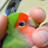 コザクラ0903のアイコン