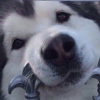 Billy Husky(@huskybill2611) 's Twitter Profile Photo