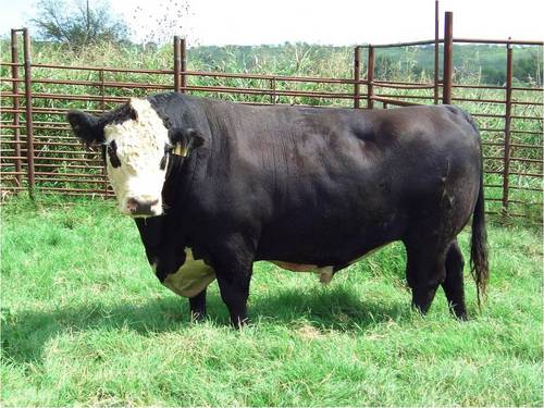 BlackHerefords's profile picture. Rancher, Black Hereford Breeder, agricultural columnist, husband, father, New Media executive