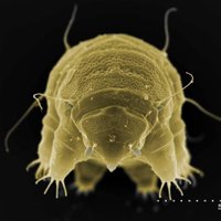 Tardigrada News (@tardigradan) 's Twitter Profile Photo Tardigrada News (@tardigradan) 's Twitter Profile Photo