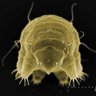 TardigradaN's profile picture. I'm a profile which will inform you on all activities connected with Tardigrada studies and a bit about astrobiology because tardis are a good model animal.