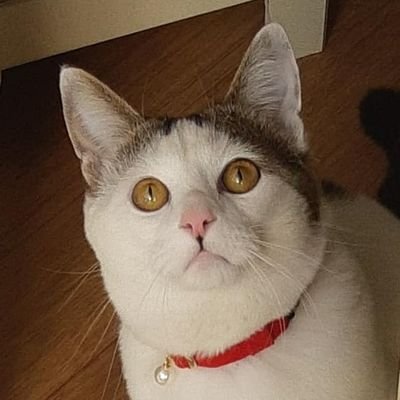 🌟빛을 닮은 고양이 노아🌟さんのプロフィール画像