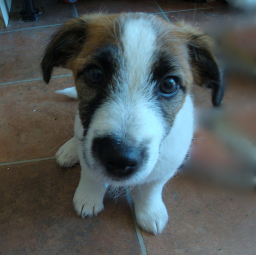 I'm a very cheeky Jack Russell puppy who my Mummy says is very naughty.  She thinks I should stop chewing up her things. But I know she loves me really.