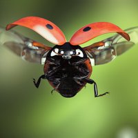 Theladybirdhaslanded (@rb72252407) 's Twitter Profile