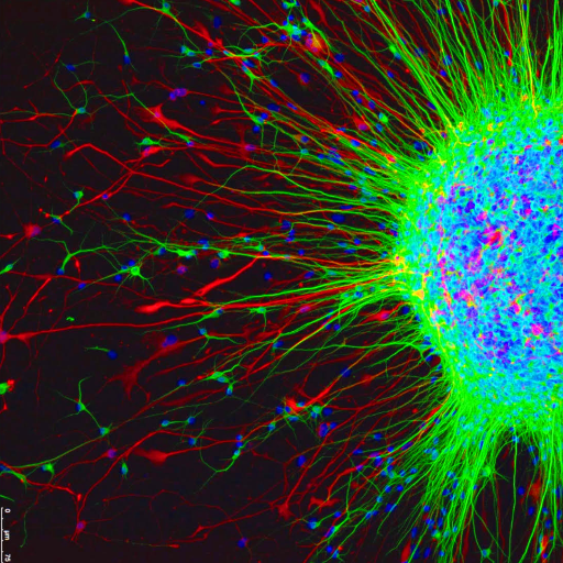 Biomedicine lab located at IDIBELL research centre in Barcelona and focused on the study of brain pathologies using induced pluripotent stem cells.