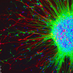 Antonella Consiglio (@consigliolab) Twitter profile photo Antonella Consiglio (@consigliolab) Twitter profile photo