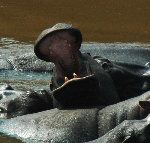 jrnoss's profile picture. Green business professional - With competence in Experiential Branding, Printable Substrates, & Solar Cooking Technologies