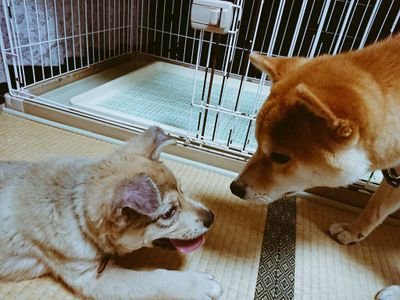 色々な動物を世話しながら幸せな日常を送っているごく普通の女です！🐶×2 🐍×2 🐦×9 金魚×測定不可