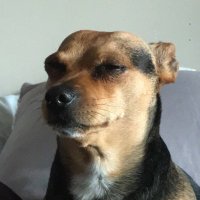 fungus girl (@hamsteremoji) 's Twitter Profile