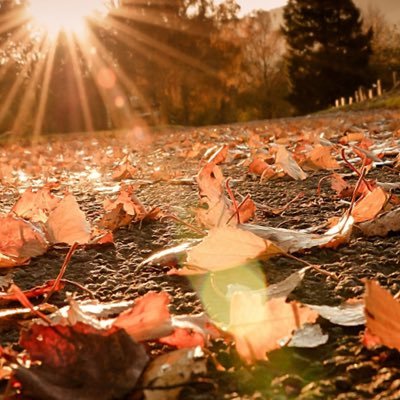 Palestine_200's profile picture. BTS