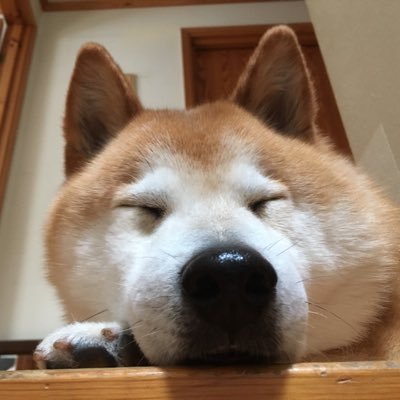 愛犬柴犬ラビおフォーエバーラブ🌈享年13歳/柴犬好き/抹茶好き/RPG好き/ポポロ2/ゼノブレ1-3,新たな・イーラ・DE・ゼノクロ/.hackシリーズ/アークザラッド/テイルズ/ポケモン/ペルソナ/FF9/カービィ/アイナナ/ポケ森/空/星/宇宙/北海道好き/変な垢は即ブロします