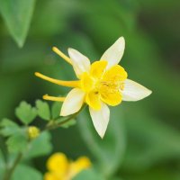 Stalwart Plants (@stalwartplants) 's Twitter Profile Photo