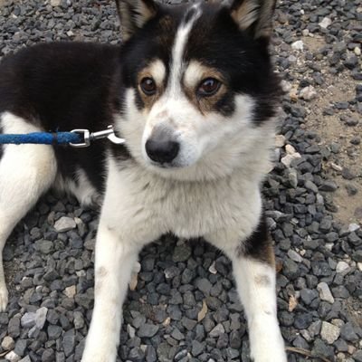 Syun_0802's profile picture. 放置していたTwitter始めたSNS初心者です。基本やってるソシャゲやゲームの事ばっかになると思います。メインは天華百剣とアークナイツ