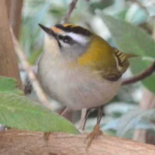 Weston-Super-Mare birder