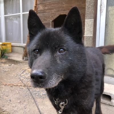 甲斐犬南アルプス犬舎 ケンとネネの赤ちゃんが生まれました 年6月21日 の記事を最終更新しました いずれこの仔達の写真集も出しますね 甲斐犬 南アルプス犬舎 T Co Mnxxwdaqwv