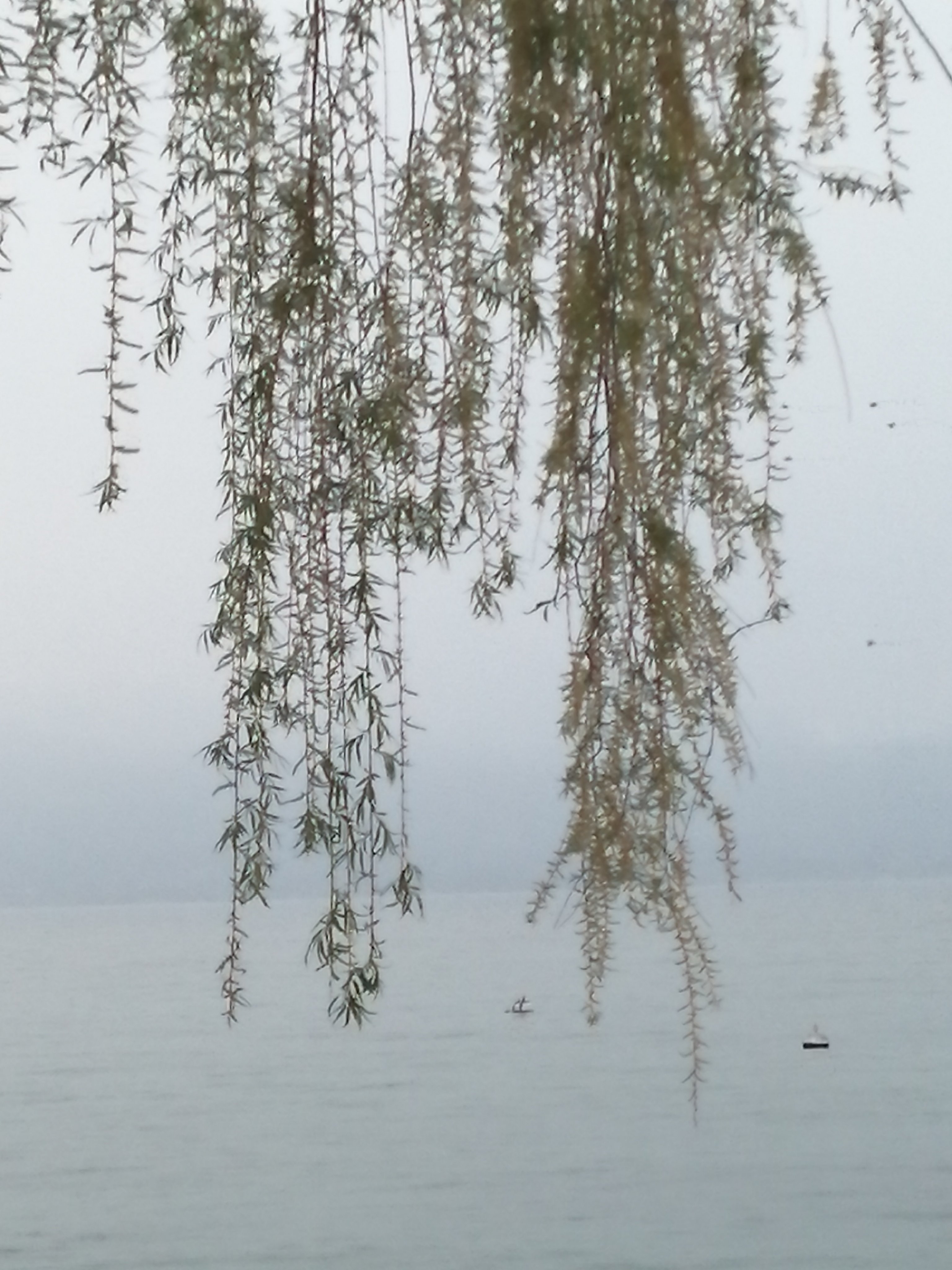 SpingoC's profile picture. Fluffy