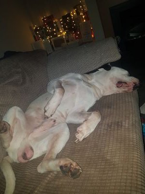 HamlingTj's profile picture. love to work play video games an just like to have fun.