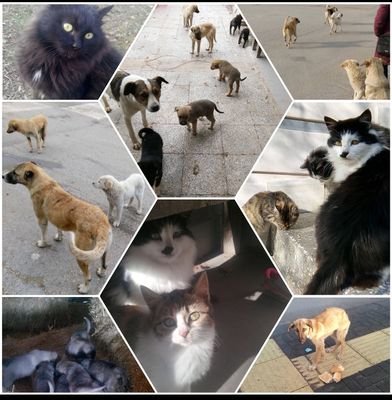 sadece canlar için evli,evhanimi ikizannesive kedi ve köpekler lütfen destek veriniz link⏩ Link is on my profile/ 
https://t.co/coB6tyINBS