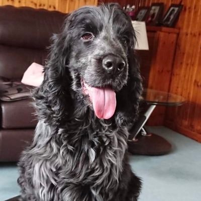 Physics Teacher, Spaniel Owner views are my own