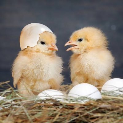 chchloveluv's profile picture. 