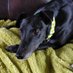 Kurothehound (@kurothehound) Twitter profile photo Kurothehound (@kurothehound) Twitter profile photo