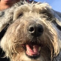 Pata de Perro (@puentesmax) 's Twitter Profile