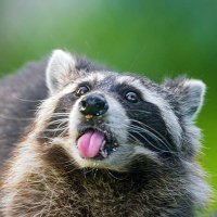 Rogue (@infosecrogue) 's Twitter Profile