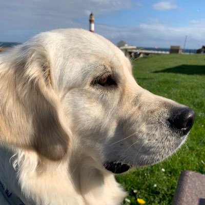 I’m Lyn @Bravehounds #GoldenRetriever who is best buddy of #PTSD sufferer @CGBUSWELL I help him through day/night &here are our adventures & antics #dog #dogs