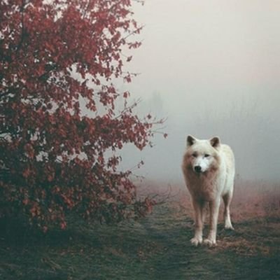 Migista01's profile picture. Sammelt Holz, es bedarf einer weiteren Sintflut! Die Hoffnung liegt auf der Schöpfung 2.0