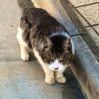 nukopy (@nukopy_dev) 's Twitter Profile