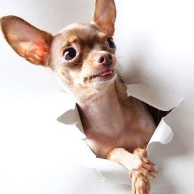 Look around: world, travel, dogs, news, food and lifestyle.