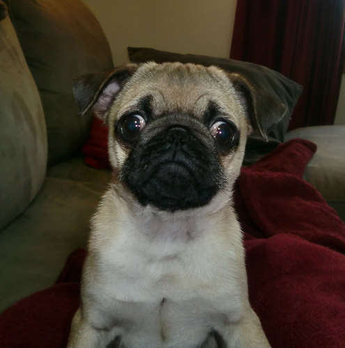 TFandJGrowUp's profile picture. Our path to adulthood. An artist/scientist and an engineer's journey to home ownership.