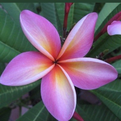 JJMonhollen's profile picture. Jesus worshipper, wife, mother #kidmin #firstimpressions #bekind