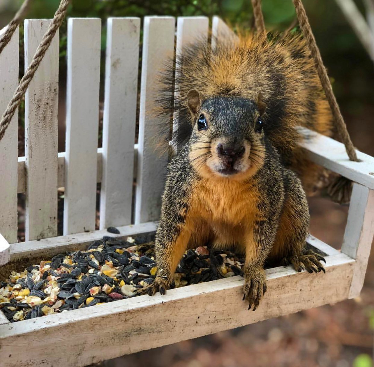 The SFA squirrel. You can usually find me in my swing outside the Ferguson Building. Follow me on IG: @sfa_twiggy